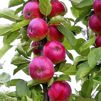 Jabłoń kolumnowa RED BOSKOOP  z doniczki